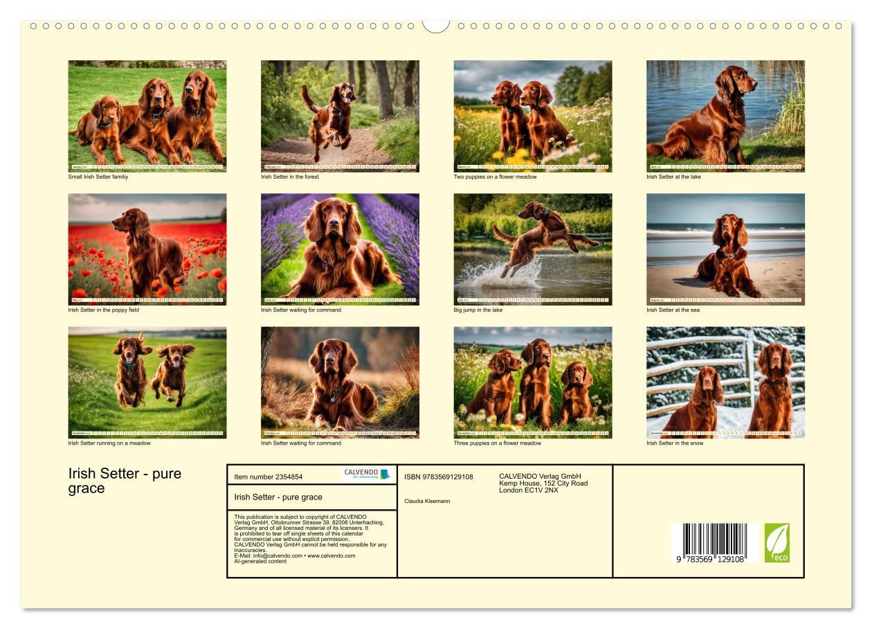 Irish Setter - pure grace (High Quality Premium Wall Calendar 2027 DIN A2 landscape),CALVENDO 12 Month Wall Calendar: Elegant pointing dog with temperament and stamina