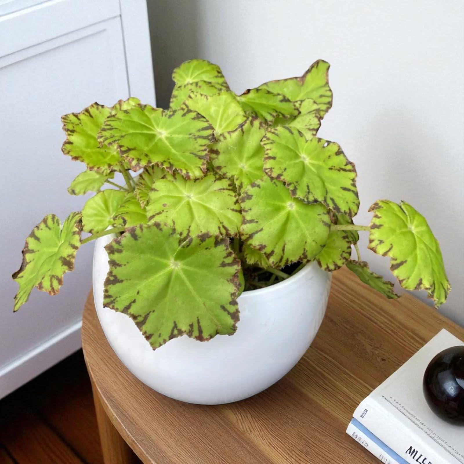 Carbeth Plants Begonia Beleaf in 12cm Pot - Rex Begonia (1, Lima Love)
