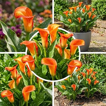 Orange Passion Orange Zantedeschia Calla Lily Bulbs 5 Real and Large Tubers That Bear More Than 5 Flowers Ideal Garden Plant Flower Bulbs from Holland no Seeds