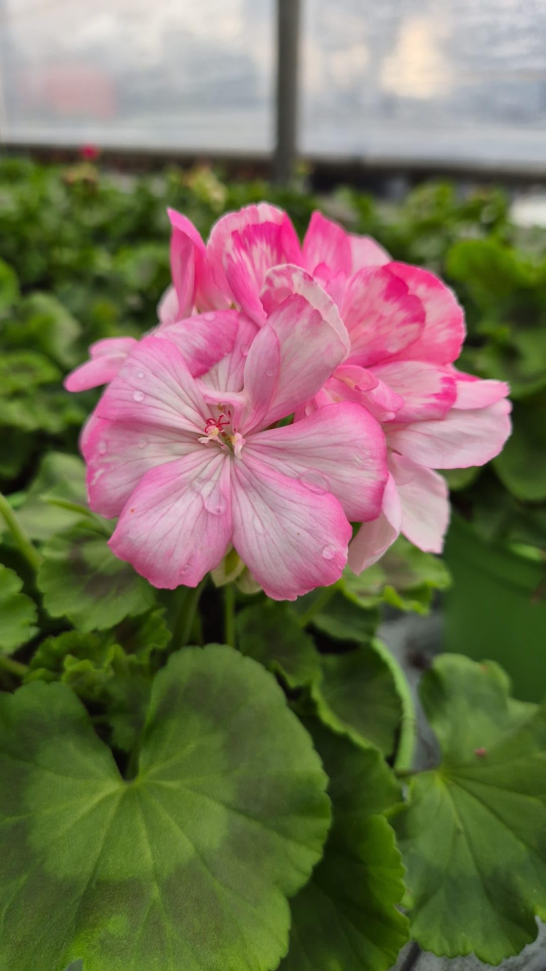 POWERS TO FLOWERS - GERANIO ZONALE "SUNRISE HOLLY", PELARGONIUM, 5 PIANTE VASO 14, ROSA BICOLORE, piante vere