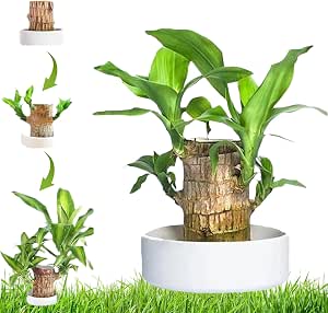 Bring Good Vibes Home: Brazilian Lucky Wood Potted Plant Set With Ceramic Tray