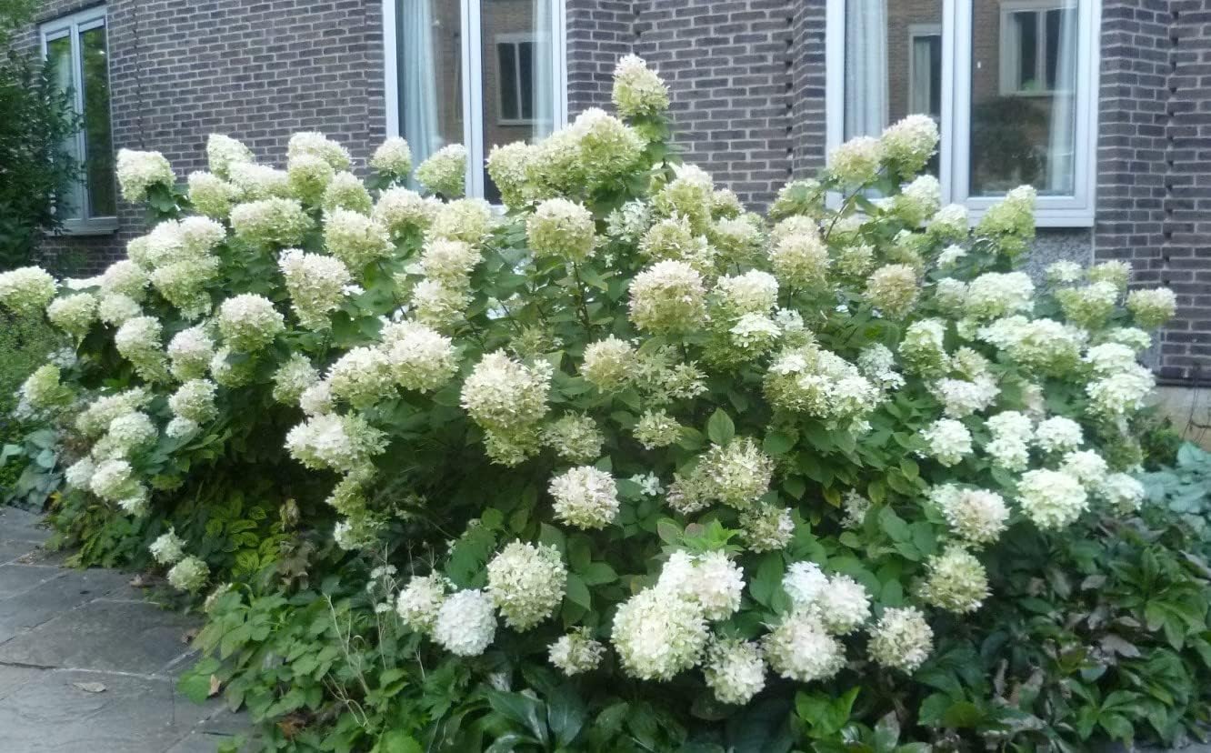 Unique Hydrangea Paniculata - Live Plant Shipped 2 Feet Tall by DAS Farms