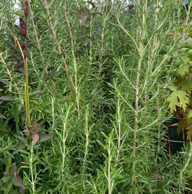 Miniatura 5 de Paquete de 3 plantas de iniciación de romero ARP, plantas de hierbas de romero rectas, plantas de hierbas fragantes de 3 a 6 pulgadas de alto,