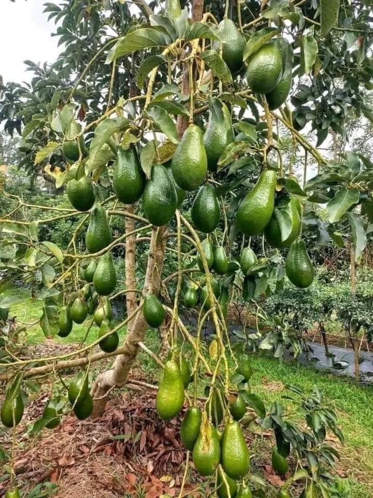 INDIAN PLANTS ZONE Grafted Avocado Live Plant | Healthy Butter Fruit Tree | Early Fruiting Exotic Fruit Plant for Home Garden, Terrace, Balcony & Outdoor | Pack of 1-image-18