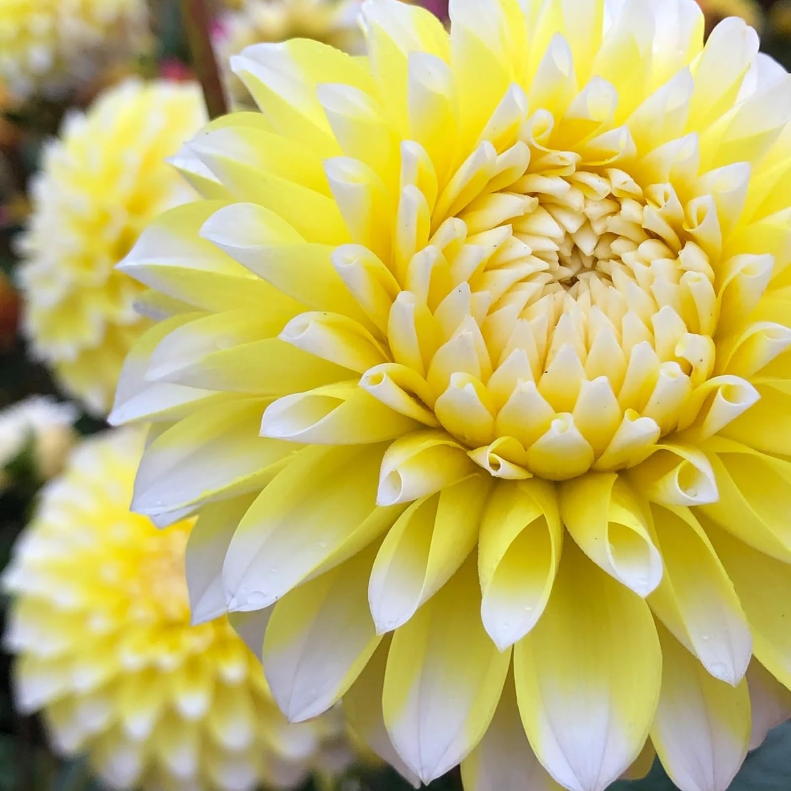 Dahlia tubers/Dahlia for Planting uk-Bedding/Gorgeous/Ornamental/Potted/Plants/Rhizome/Resistant-10 Bulbs-G