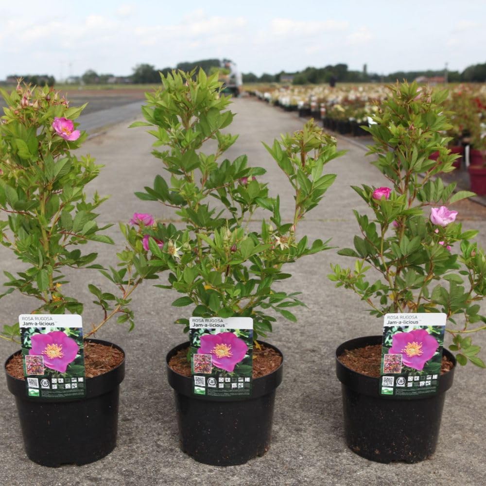 Rosa Rugosa Jam-A-Licious Rose Shrub - Fuchsia-Pink Blooms, Edible Red HIPS, Wildlife Friendly - 3 Litre Pot x 1 - Thompson & Morgan