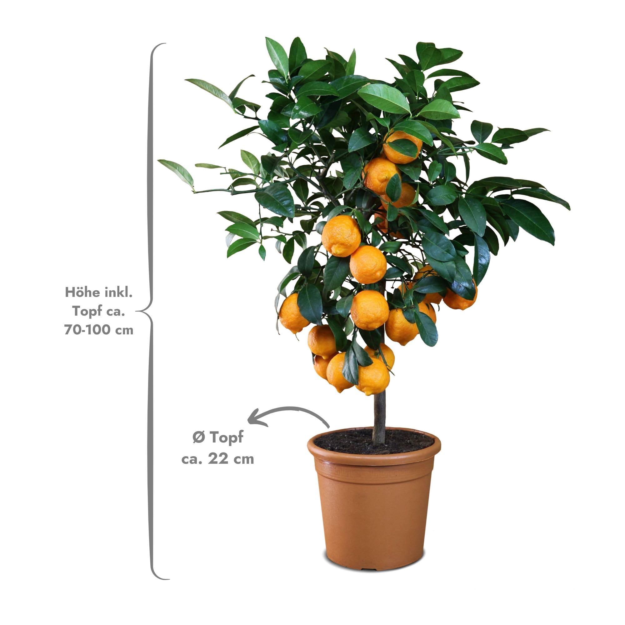 Meine Orangerie - Rote Limette Mezzo - außergewöhnlicher Zitrusbaum - Mandarinen-Limette - Lima Rossa - echter Limettenbaum für Garten, Balkon oder Terrasse