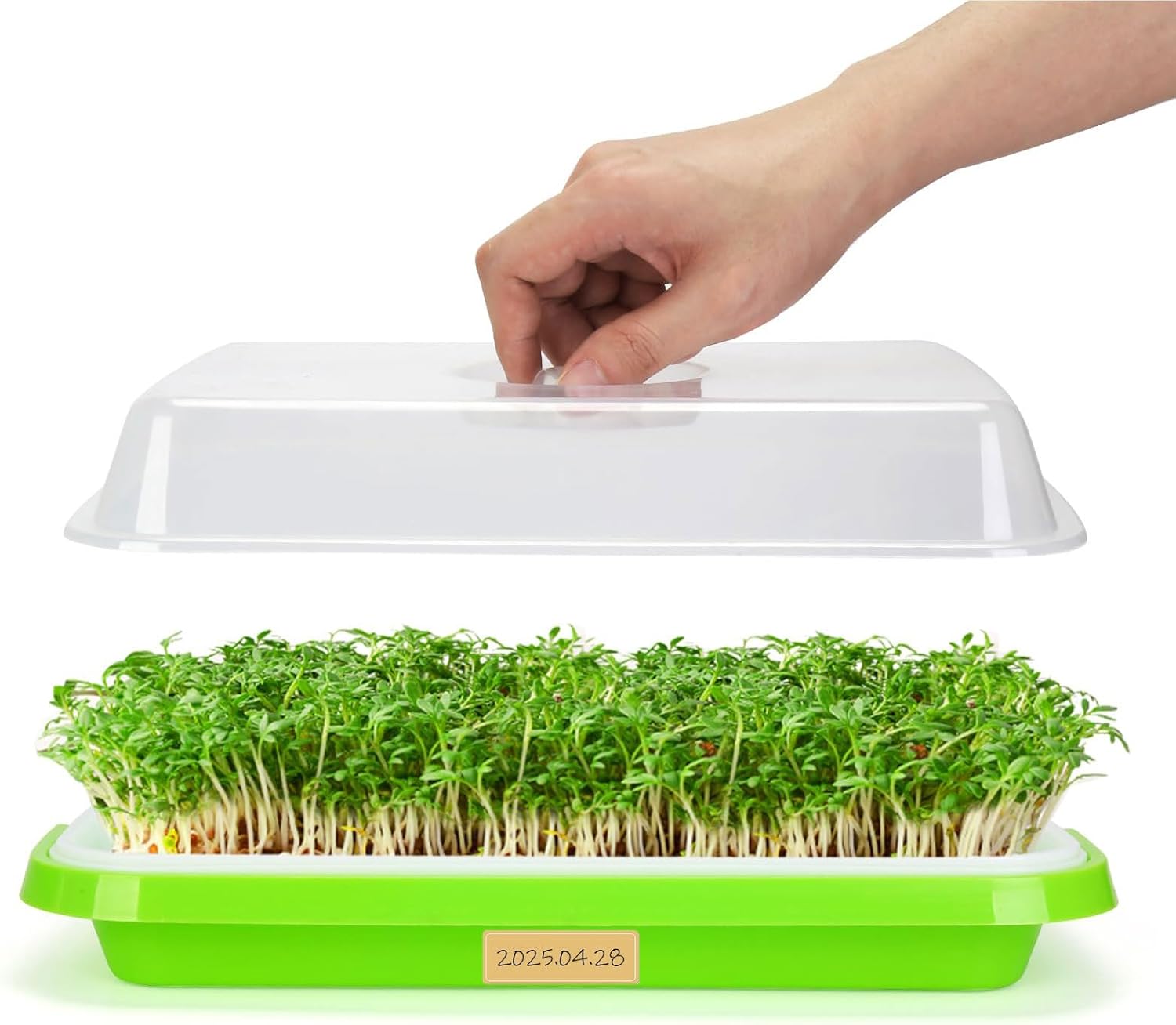 Pack of 6 Microgreens Growing Kit, Microgreen Trays for Seed Sprouter, Sprouting Tray with Lid for Growing Fresh Sprouts, Wheat-Grass, Alfalfa Seed Germination (Microgreens Growing Kit)