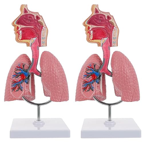 Miniatura 10 de iplusmile Modelo de estudio de aula de educación biológica respiratoria - Enfermería realista enseñanza estudiantes sistema pulmonar escuela, hogar,