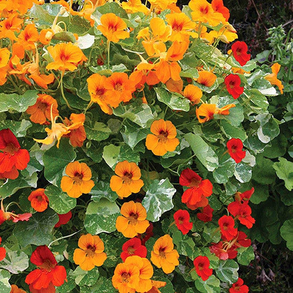 LIVE GREEN Nasturtium Flower F1 Hybrid Seeds (LG-SEEDS-342) (B0995HJQS7) Amazon Price History, Amazon Price Tracker