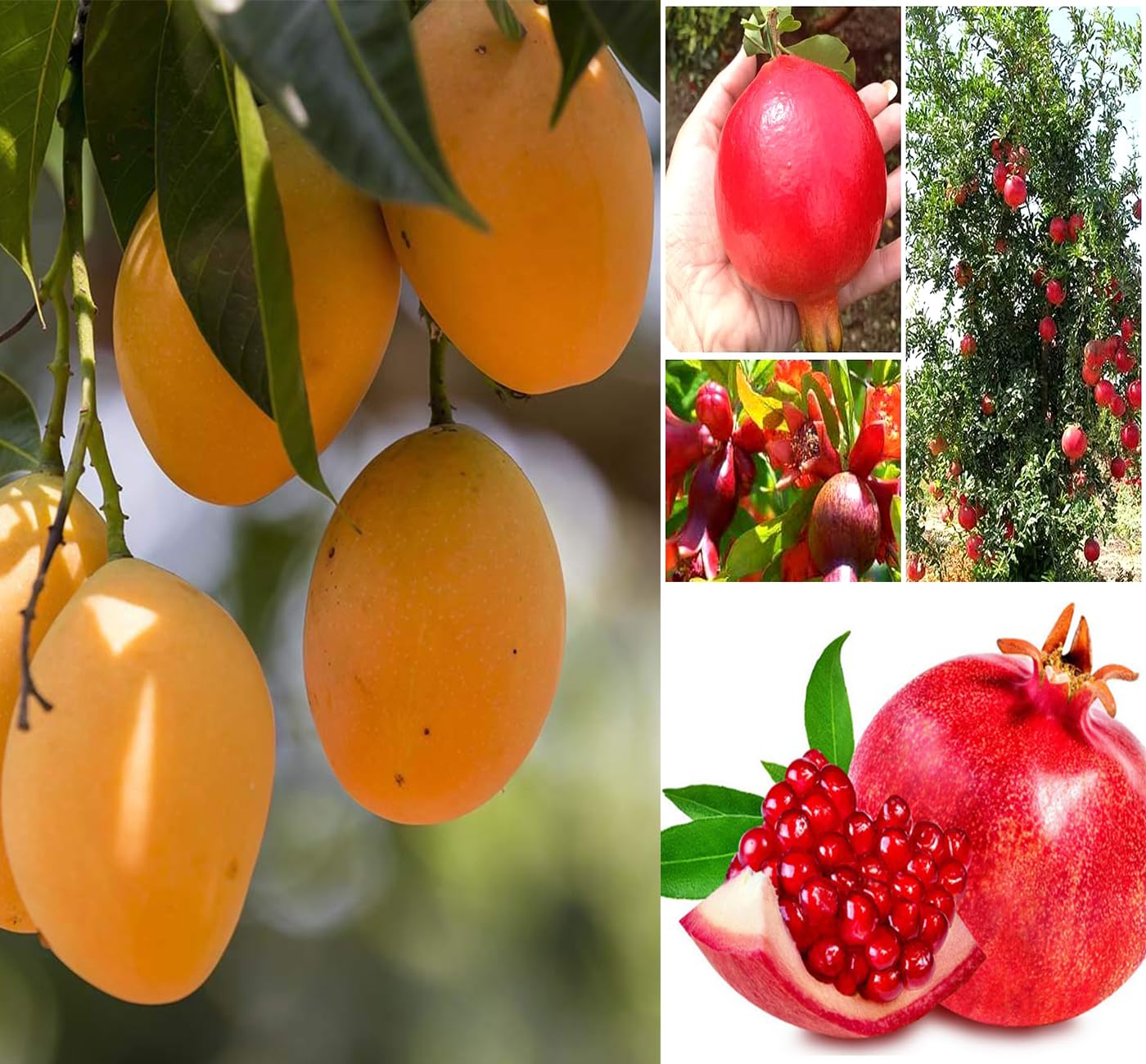 See full amazon price history chart for Pyanabi Combo 2 Toms Red Pomegranate Anar Fruit Plant Air Layered + Alphonso Mango Plant Grafted Hybrid 1.5-2 Feet Height- Live Plant For Home Garden Pyanabi Combo 2 Toms Red Pomegranate Anar Fruit Plant Air Layered + Alphonso Mango Plant Grafted Hybrid 1.5-2 Feet Height- Live Plant For Home Garden (B0CG6R498M) Amazon Price History, Amazon Price Tracker
