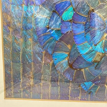 Amazon.co.jp: レア モルフォ蝶 標本 アート 美術 芸術 昆虫