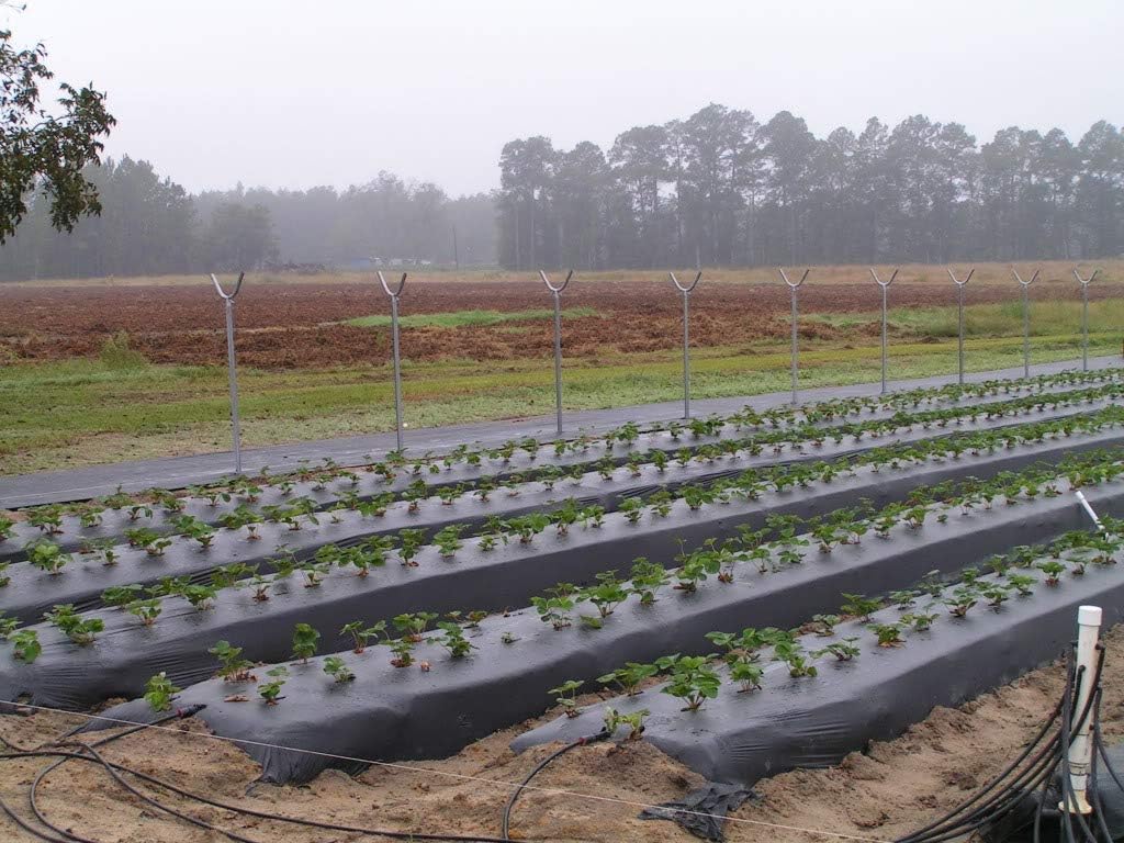 The Berry Company 4ft x 2400ft x 1.25mil Black Embossed Plastic Mulch
