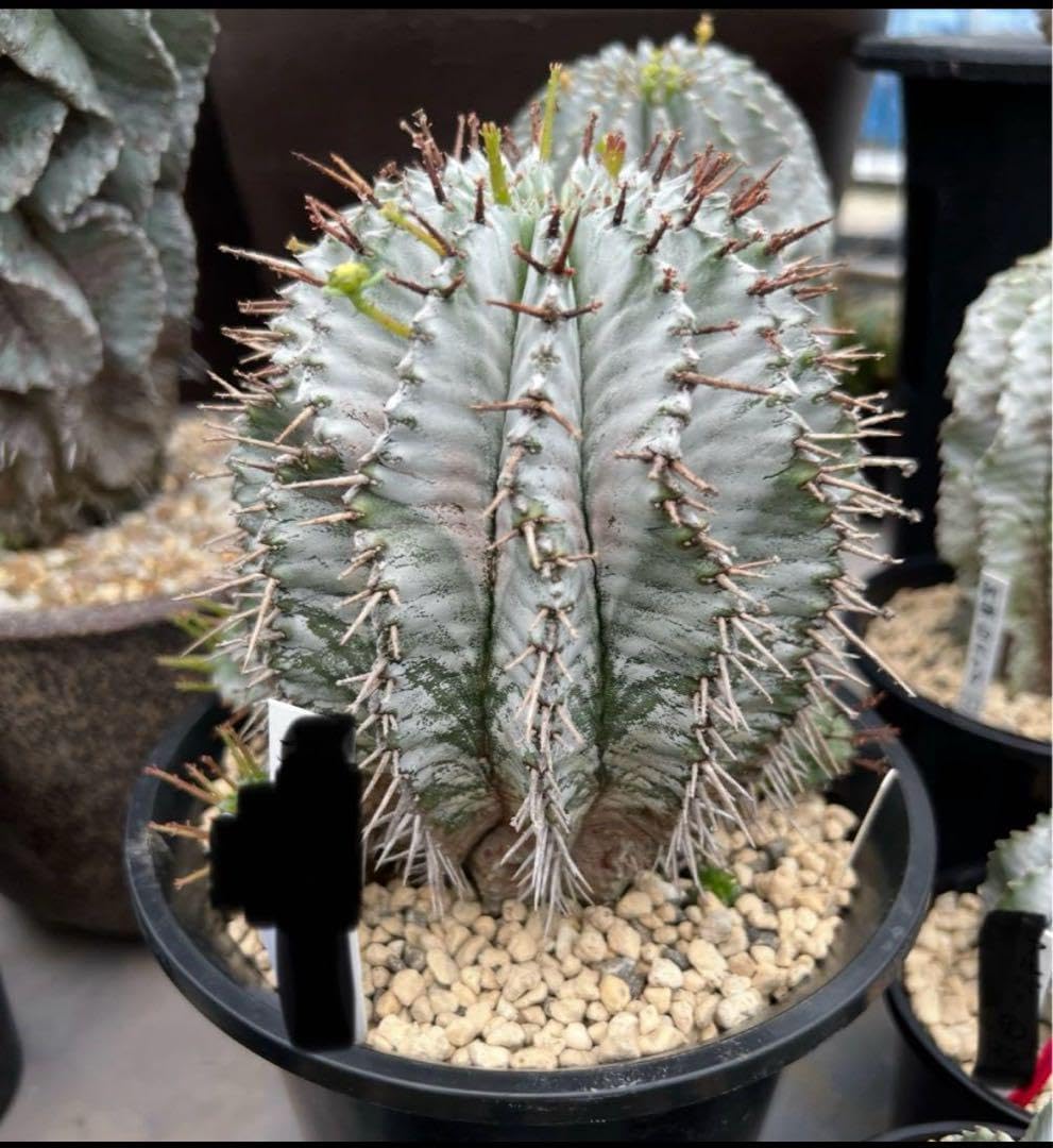 アガベチタノタ】冰雹の育て方や増やし方｜ブツブツ系・スタッズタイプ