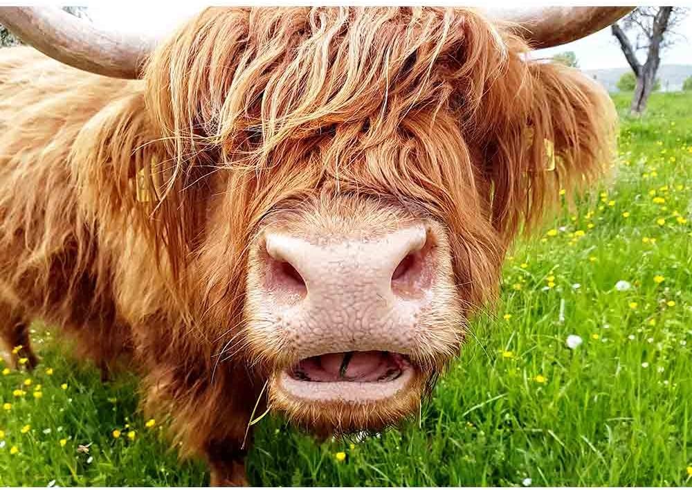 wall26 - Close up of Grass Chewing Highland Cow on a Green Meadow which Tries to Look Through its Head of hai - Removable Wall Mural | Self-Adhesive Large Wallpaper - 66x96 inches