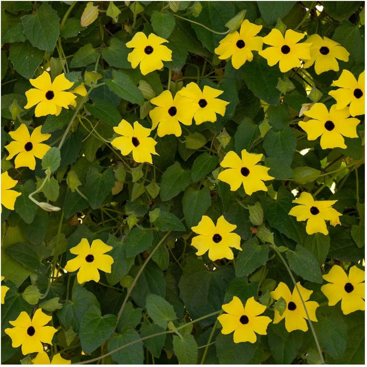 Everwilde Farms - 1 Lb Black-Eyed Susan Vine Wildflower Seeds - Gold Vault