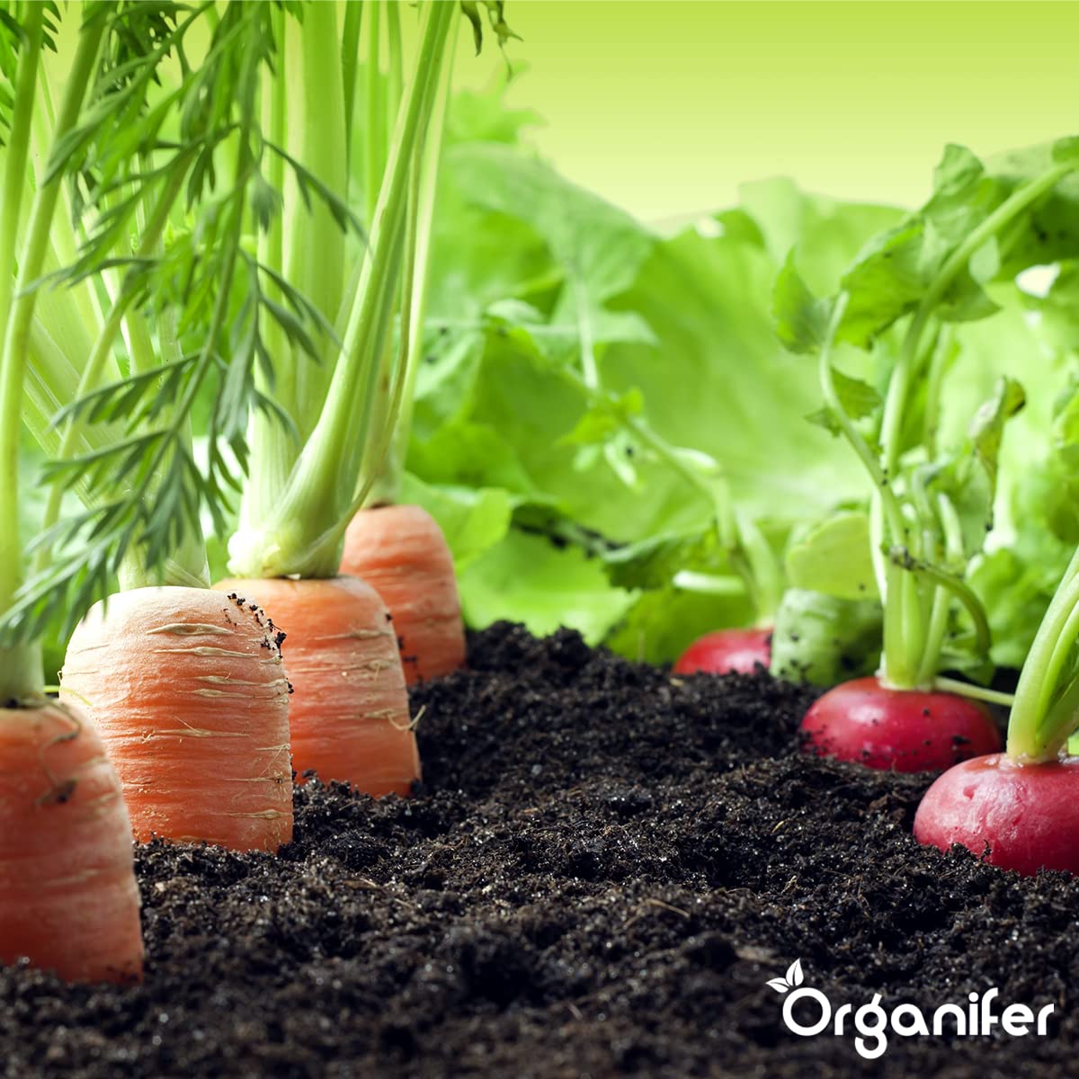Paquetes De Semillas De Hortalizas | Semillas De Huerta - Semillas De Hortalizas - Semillas De Espinacas - Semillas De Berros - Semillas De Lechuga - Organifer