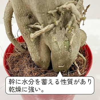 【大株】【実生株】アデニウム・アラビカム　砂漠の薔薇 Amazon｜アデニウム アラビカム 砂漠のバラ 天空のバラ 太い幹