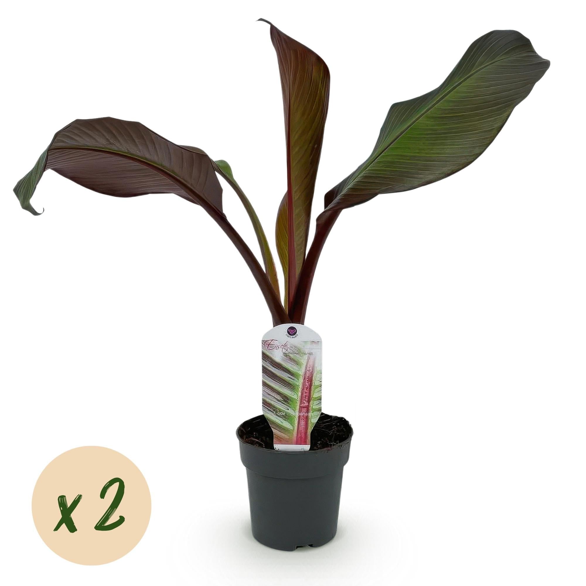 Pianta di banana Ensete ventricosum Maurelli, 6 piante, resistente all'inverno, banana da giardino tropicale, diametro 12 cm, altezza 30 cm, per aiuola e terrazza
