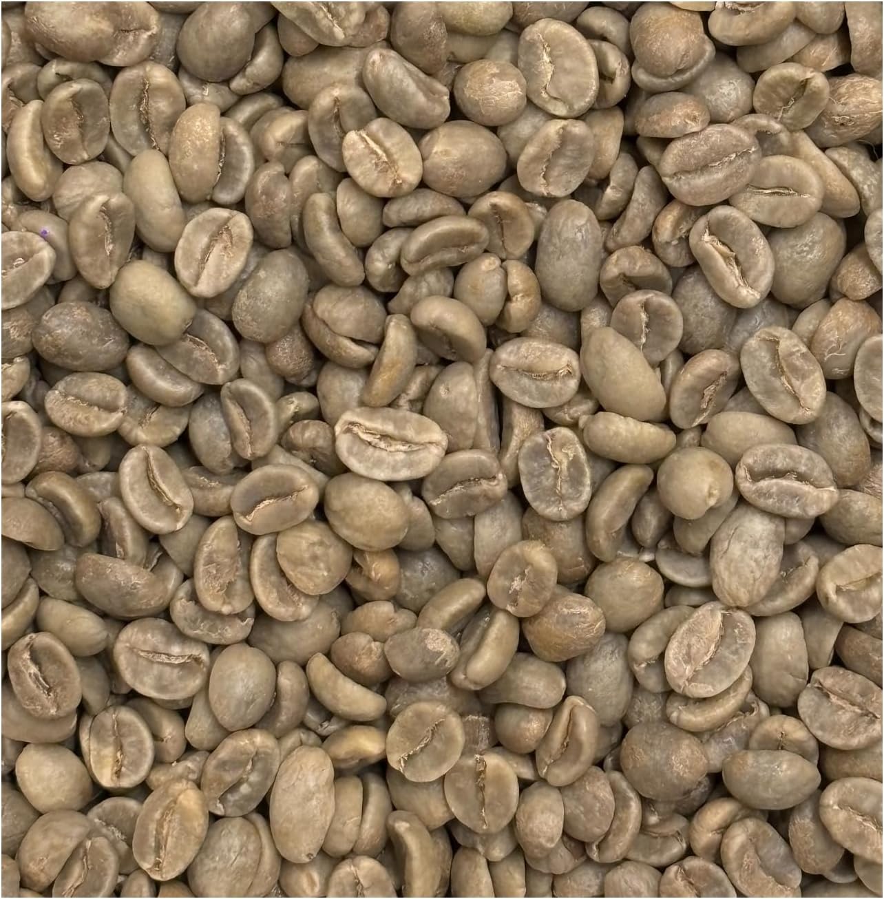 Raw Coffee Bean Depo Raw Coffee Beans, Colombia, Supremo, 2.2 lbs (1 kg), Unroasted