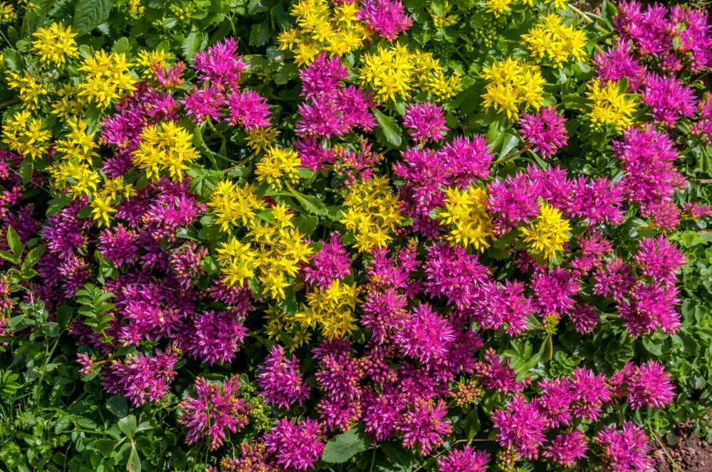 Sedum Summer Glory(70) + Sedum Kamtschaticum 70 Seeds -2 Packets, Amazing Bicolour Display