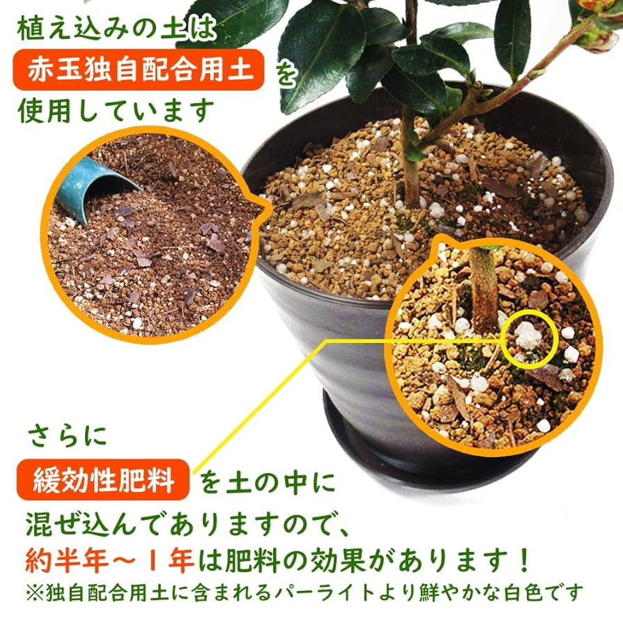 Amazon.co.jp: 【 植え替え不要 】選べる鉢色 とげなしレモン