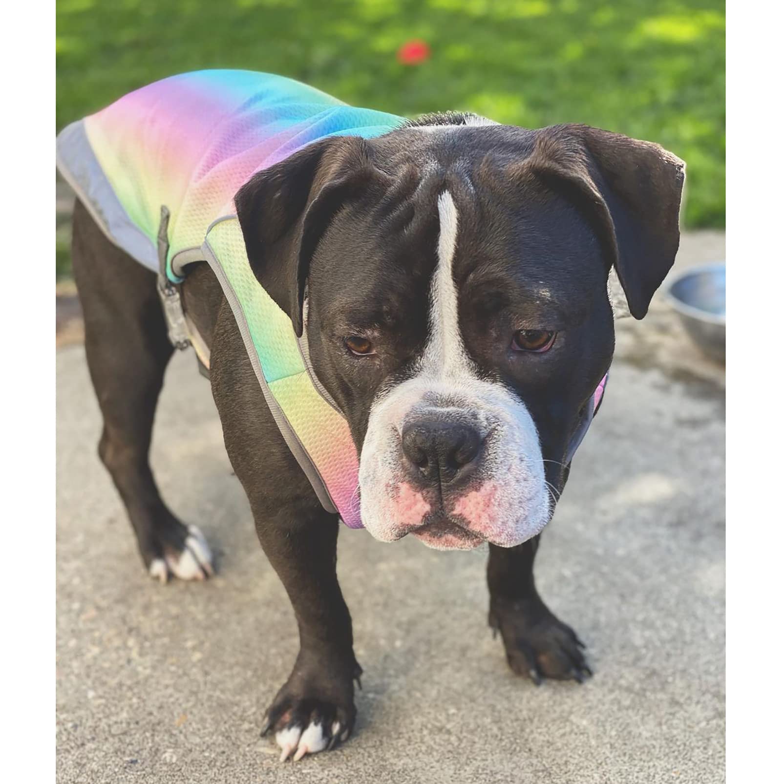 CUTTE Kühlweste für Hunde, Verstellbar mit Reflektierendem Streifen Haustierkleidung Angstlinderung Sonnenschutz Atmungsaktive Kühljacke für Hunde