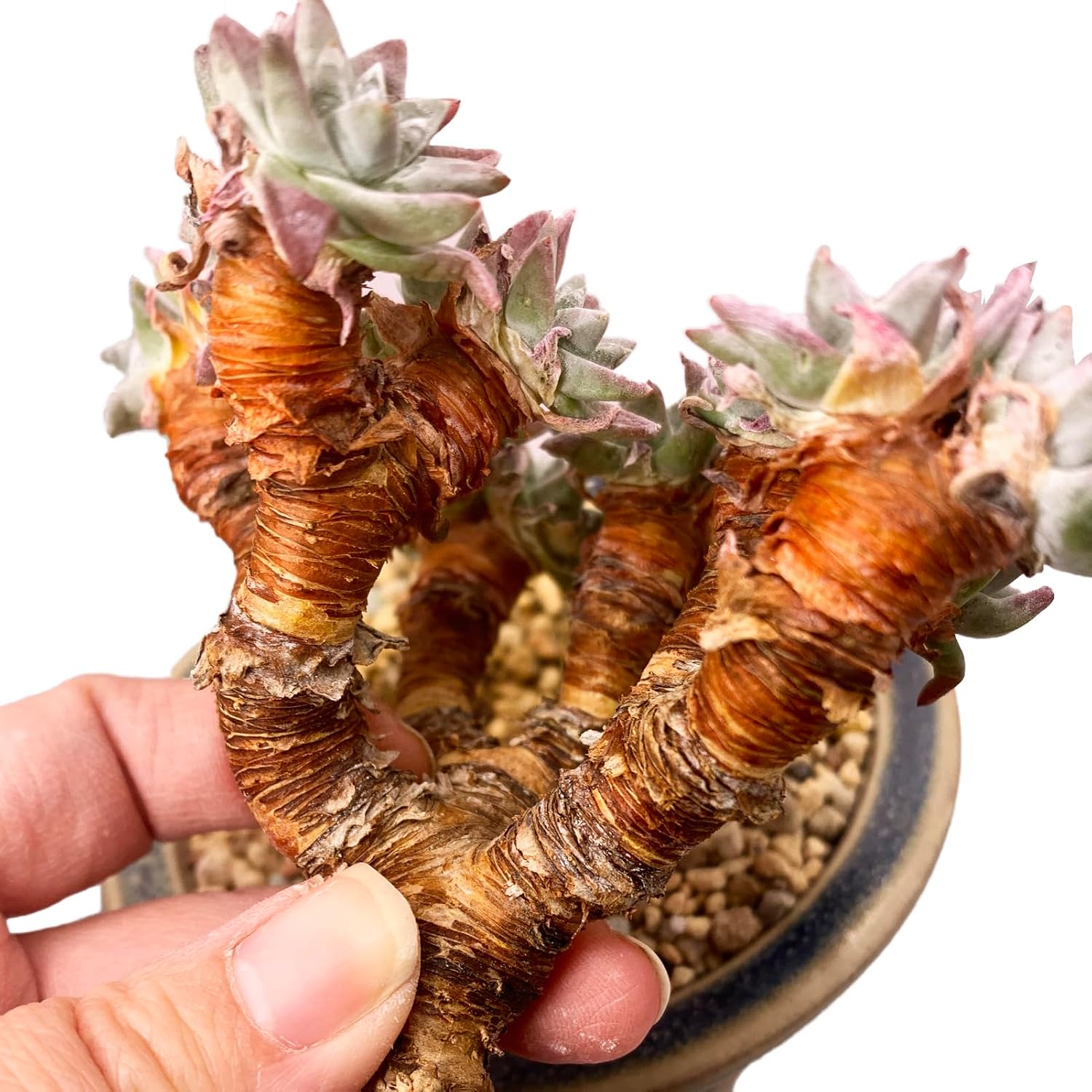Dudleya Gnoma S.W.McCabe Rare Live Succulent Plants, Over 15 Heads Pot Size 4.7" Pink Live Plant, Excludes Pot Soil, Garden Indoor Office Desk, Party Baby Shower Decor, Gift for Plant Enthusiasts