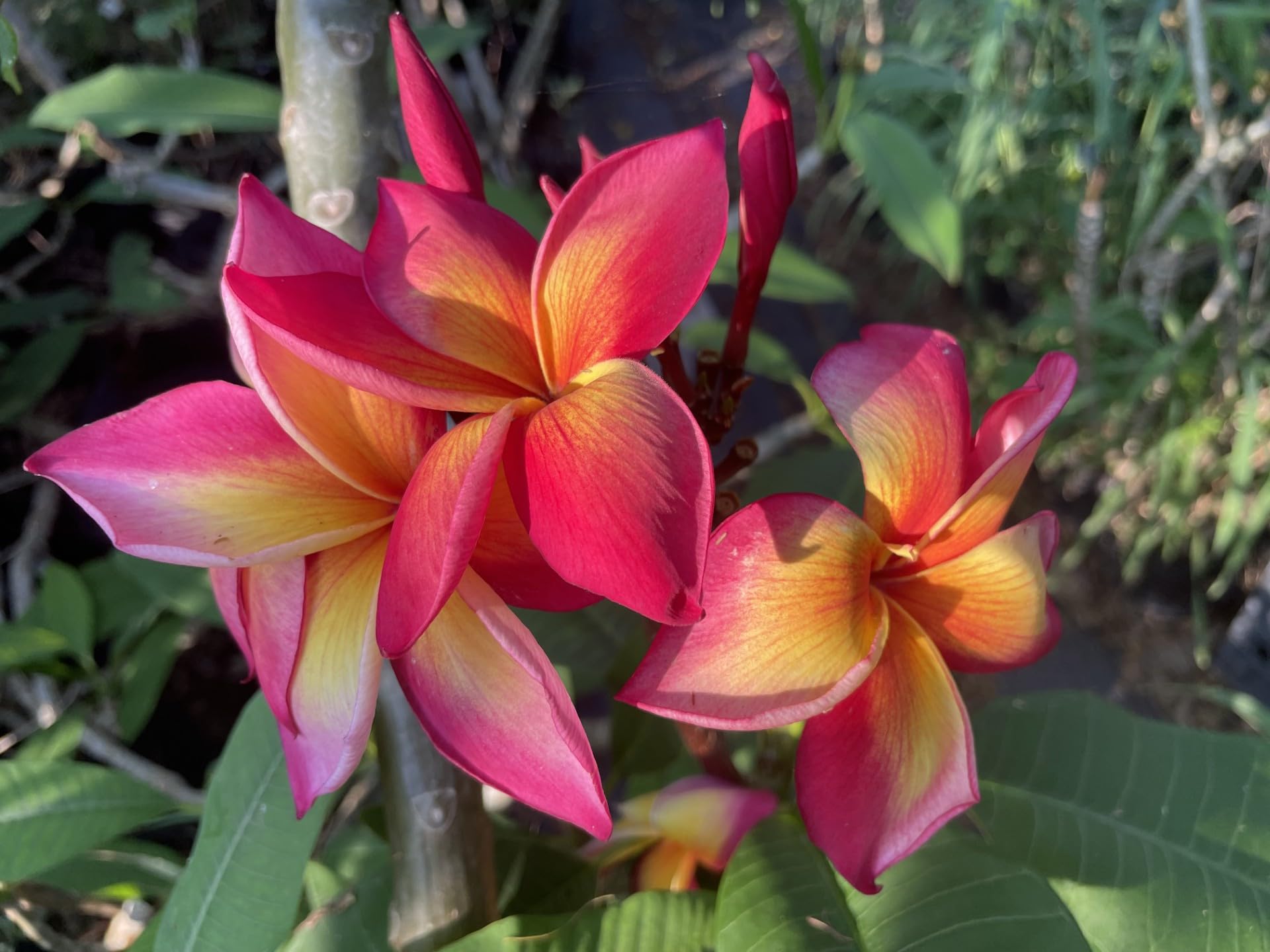 Amazon.com : 'Jeannie Moragne' Plumeria (Fresh Cutting) : Patio
