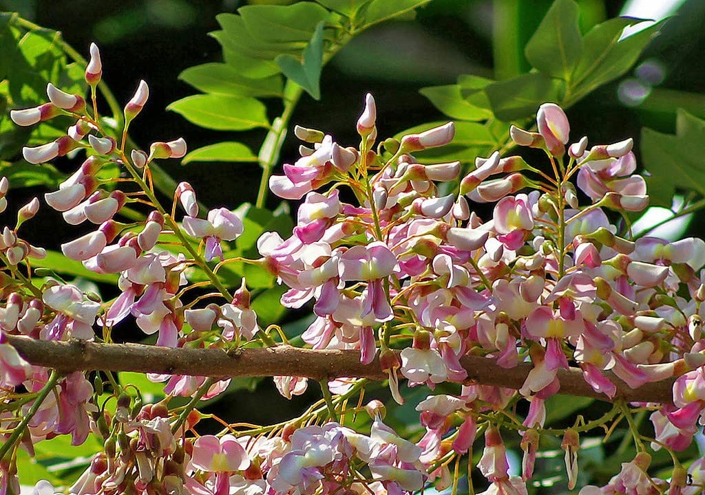 OhhSome Cheema Konna Plant (Gliricidia Sepium) Easy Care Plant Live (Healthy Live Plant)