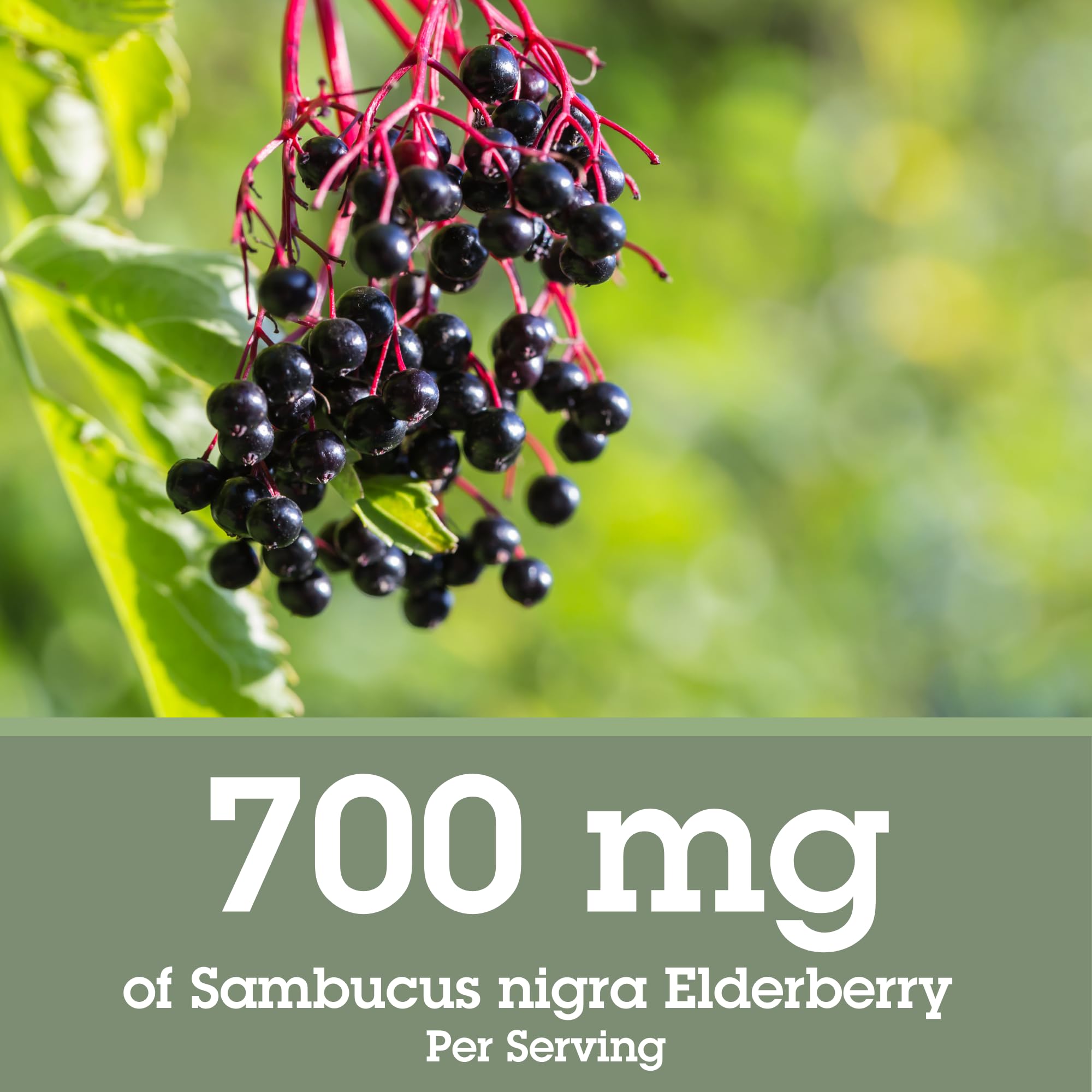 Quantum Health Black Elderberry Liquid Extract Sambucus Nigra Immune Support Formula 700mg - Daily Wellness Boost of Potent Antioxidants for Women & Men - High Dose, Fast Absorption, Vegan - 2 Fl Oz thumbnail 2