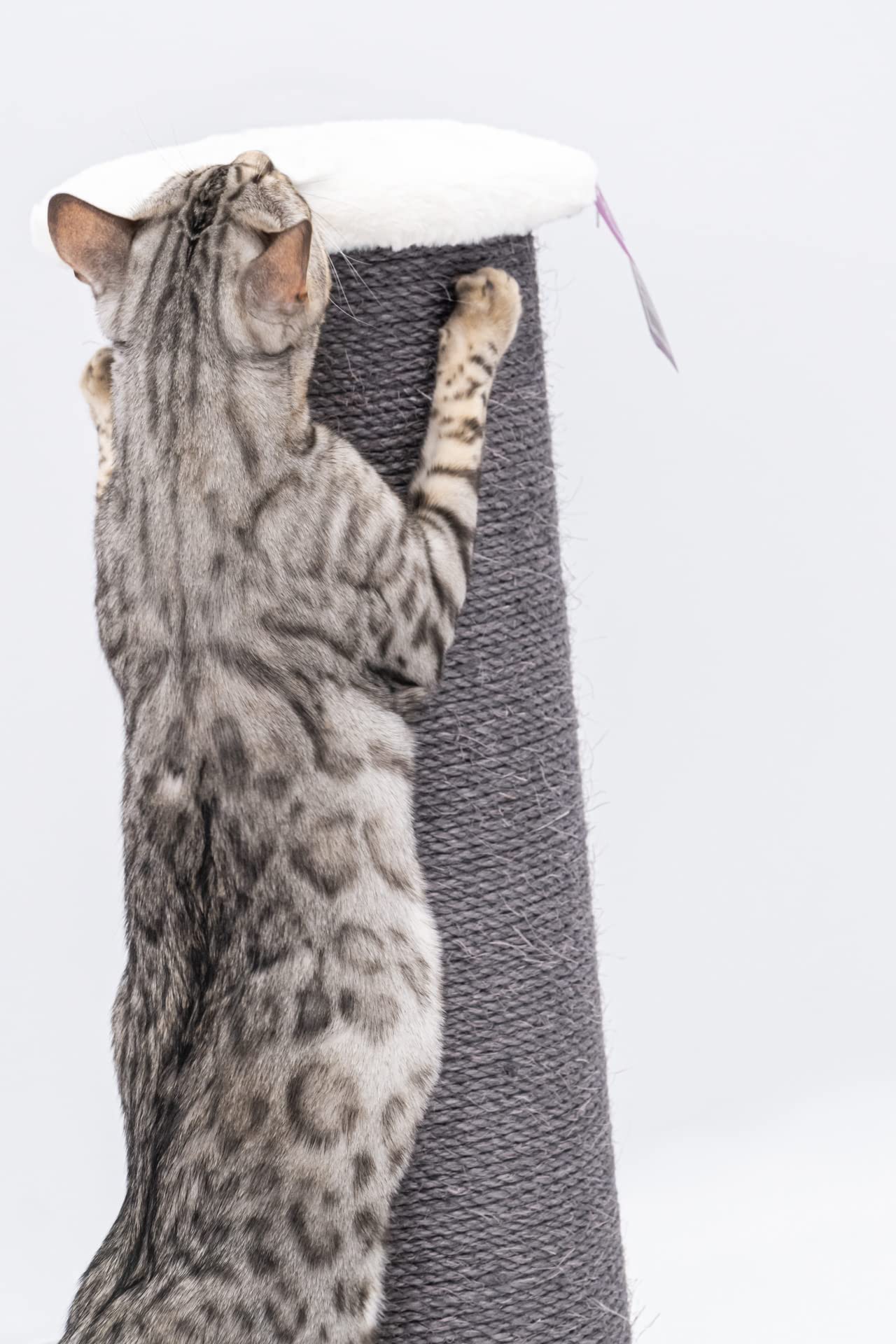 Petrebels XXL Kratzstamm Robust, Grosse Katzen, Savannah 86, Off-White | extrem stabiler Kratzsäule, Ø 20 cm Stamm, 86 cm hoch, für große Katze, Maine Coon, Ragdoll, Natur-Sisal, dicke Bodenplatte
