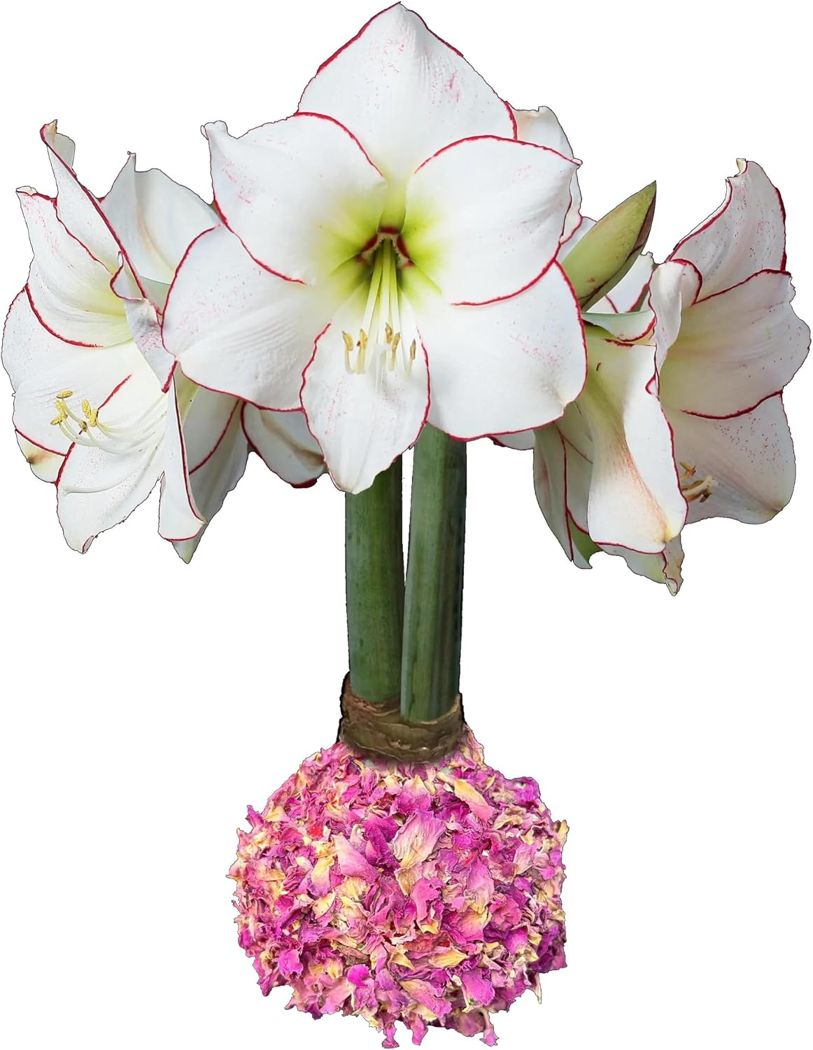 Botanical Rose Petal Waxed Picasso Amaryllis Bulb 34/38