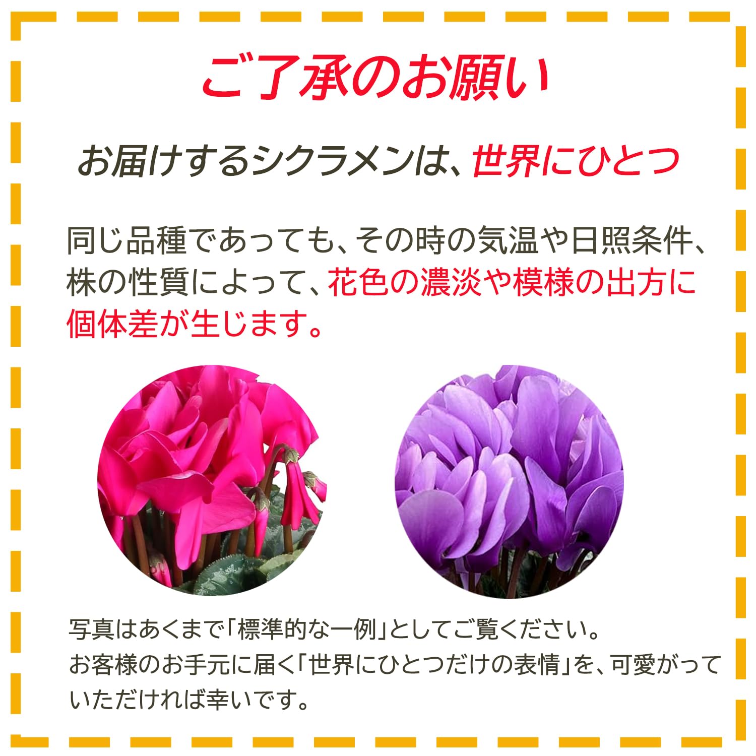 Amazon｜花のギフト社 シクラメン 4号 紫 ミニサイズ ギフト