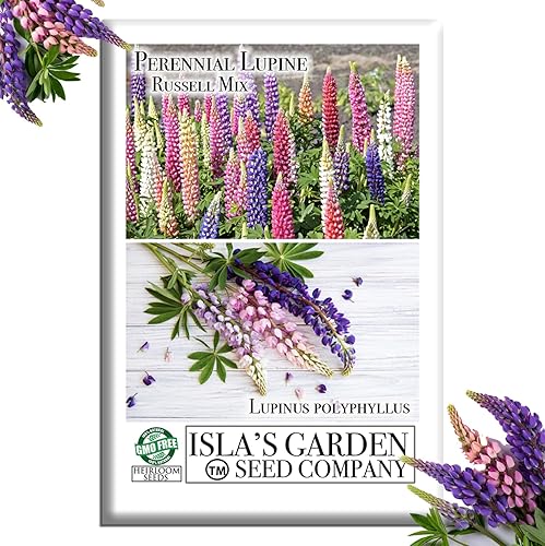 Russell Mix - Semillas de flores de altramuz (Lupinus perennis) – Más de 150 semillas sin OMG y reliquias de Isla's Garden Seeds, flores perennes