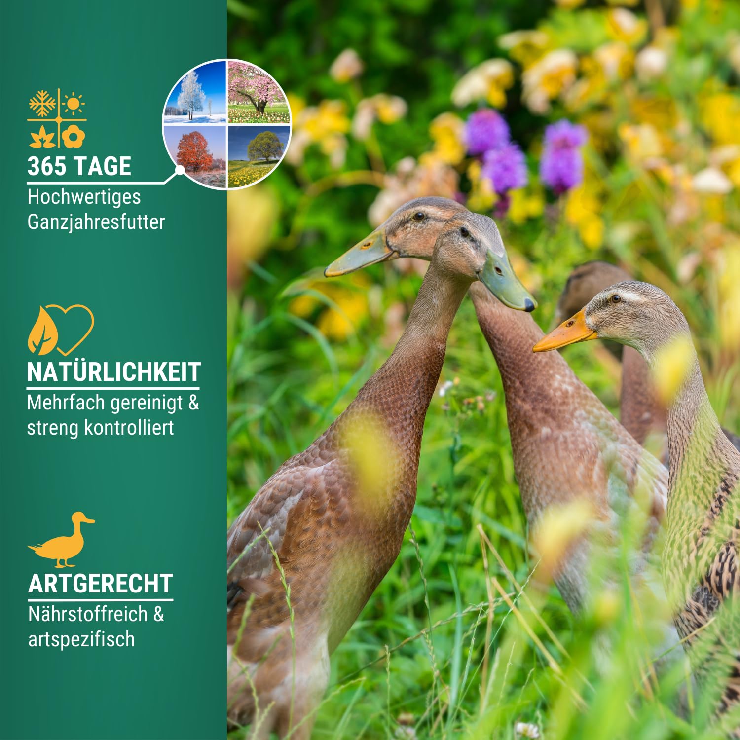 Agrarzone Entenfutter Laufenten 20 kg Enten Wassergeflügel Geflügel | Wildenten, Enten, Gänse, Gentechnikfrei, Österreich