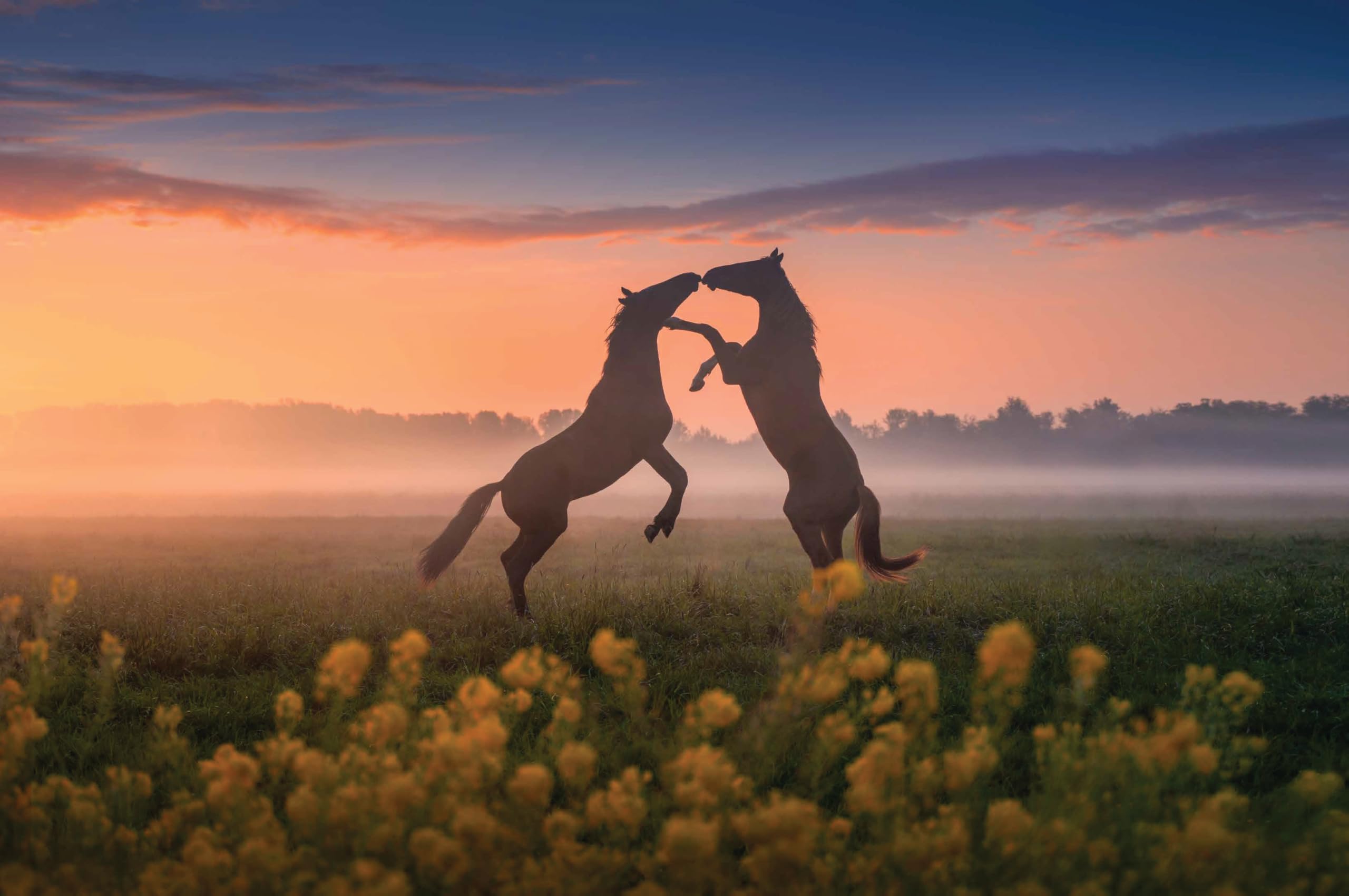 The Beauty of the Netherlands: 10 Years of Photography by Albert Dros