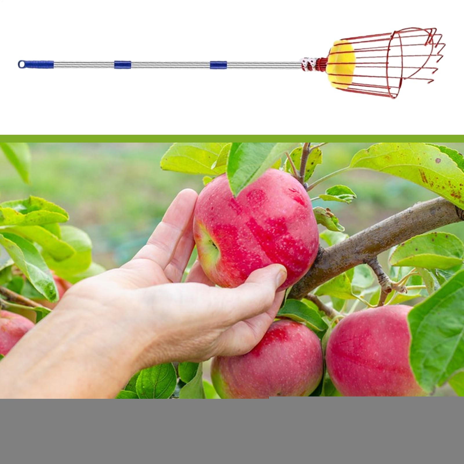 Generisch Obstpflücker mit Korb und Stange Tragbares Obstpflückwerkzeug