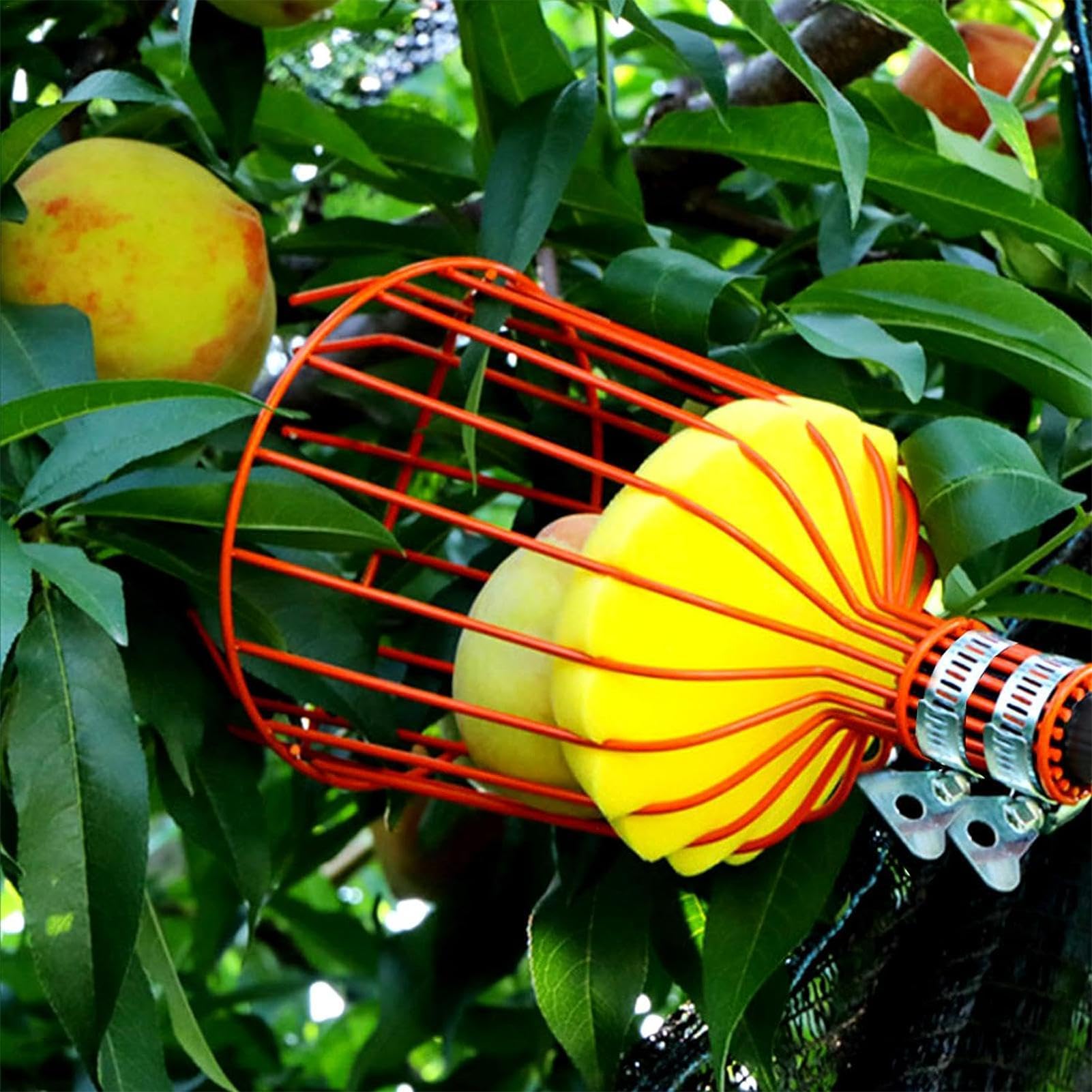Recolector de frutas telescópico – Recolector de frutas extensible