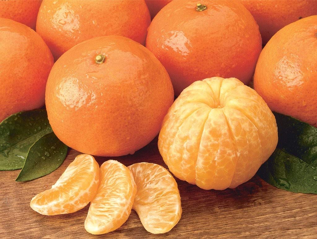 See full amazon price history chart for Creative Farmer Live Dwarf Tangerine Orange Fruit Plant (|PLANT-2-ORANGE3102ll@) Creative Farmer Live Dwarf Tangerine Orange Fruit Plant (|PLANT-2-ORANGE3102ll@) (B08P5T1WPX) Amazon Price History, Amazon Price Tracker