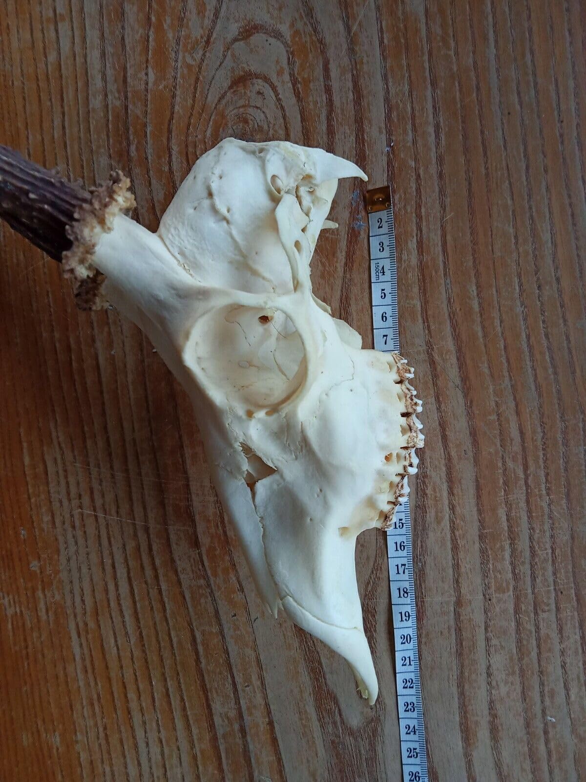 Cráneo de ciervo y cuernos, tanidermia, curación chamánica, decoración gótica del hogar, calavera grande de ciervo
