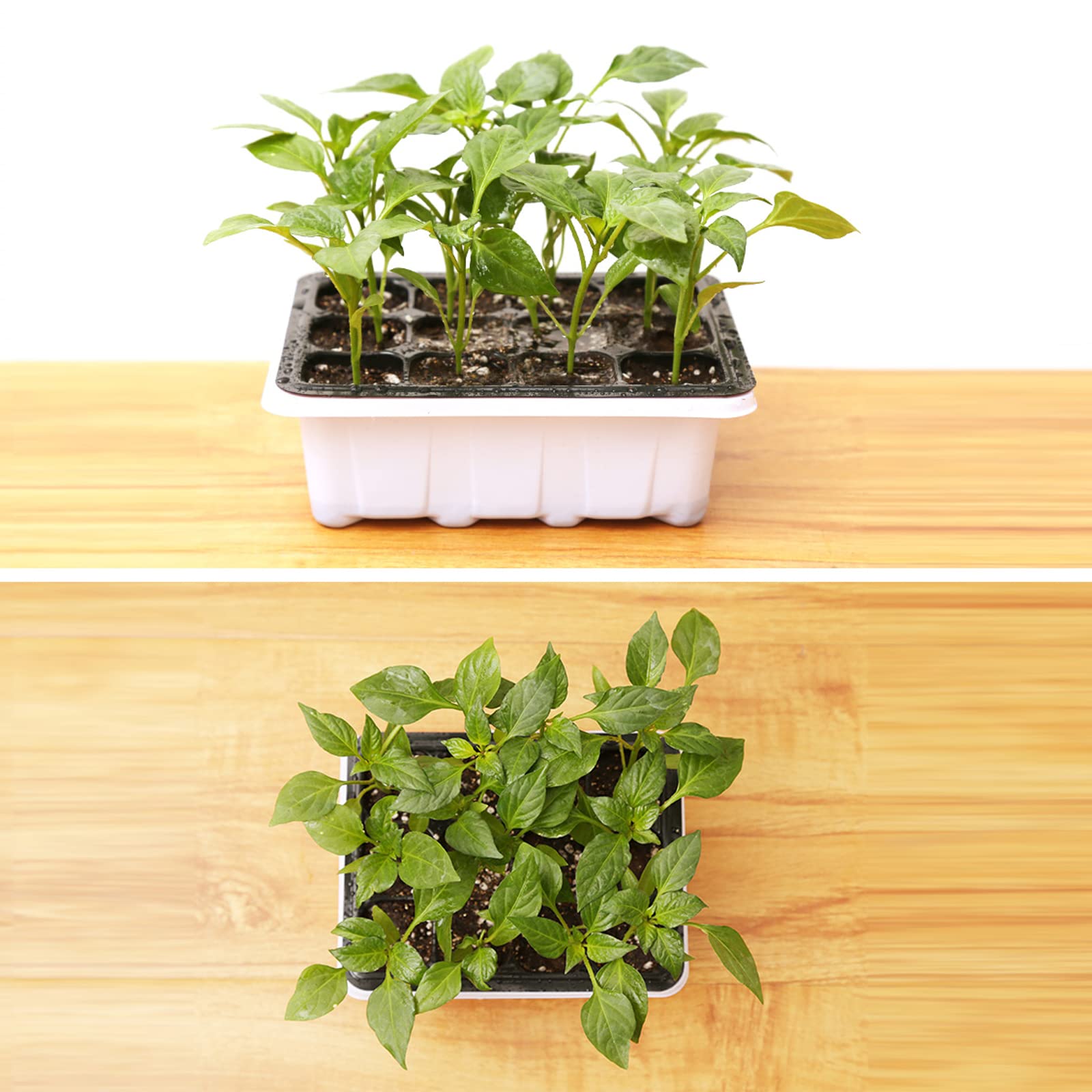 10 Pièces Bac à semis, Mini Serre pour Plantes Intérieure avec couvercles rehaussés, 12 Cellules Intérieure Plateau Semis Pépinière Boîte de Culture pour Jardin