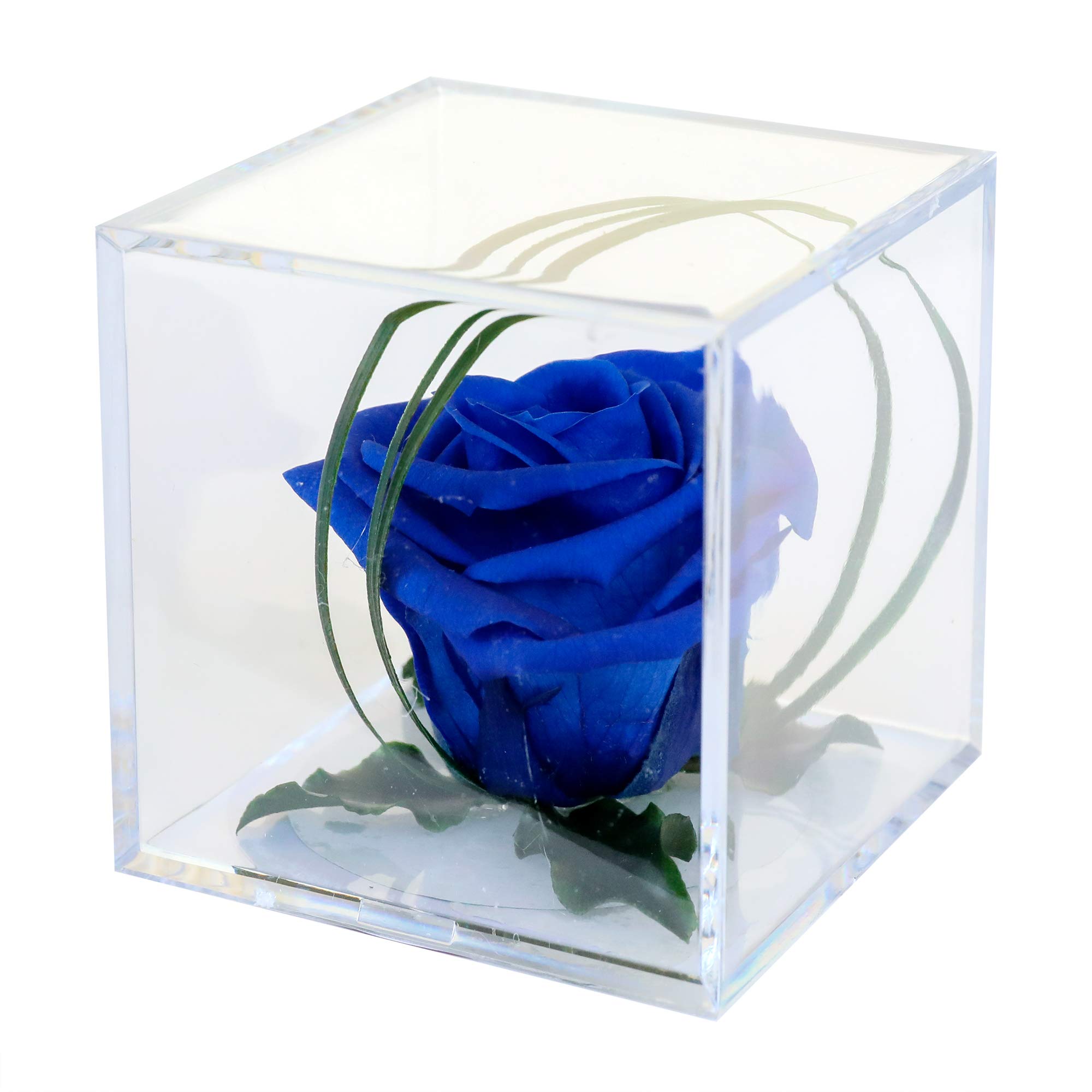 PETALS AND ROSES Preserved Real Rose in Luxury Cube Display Box - Eternal Timeless Rose (Royal Blue)