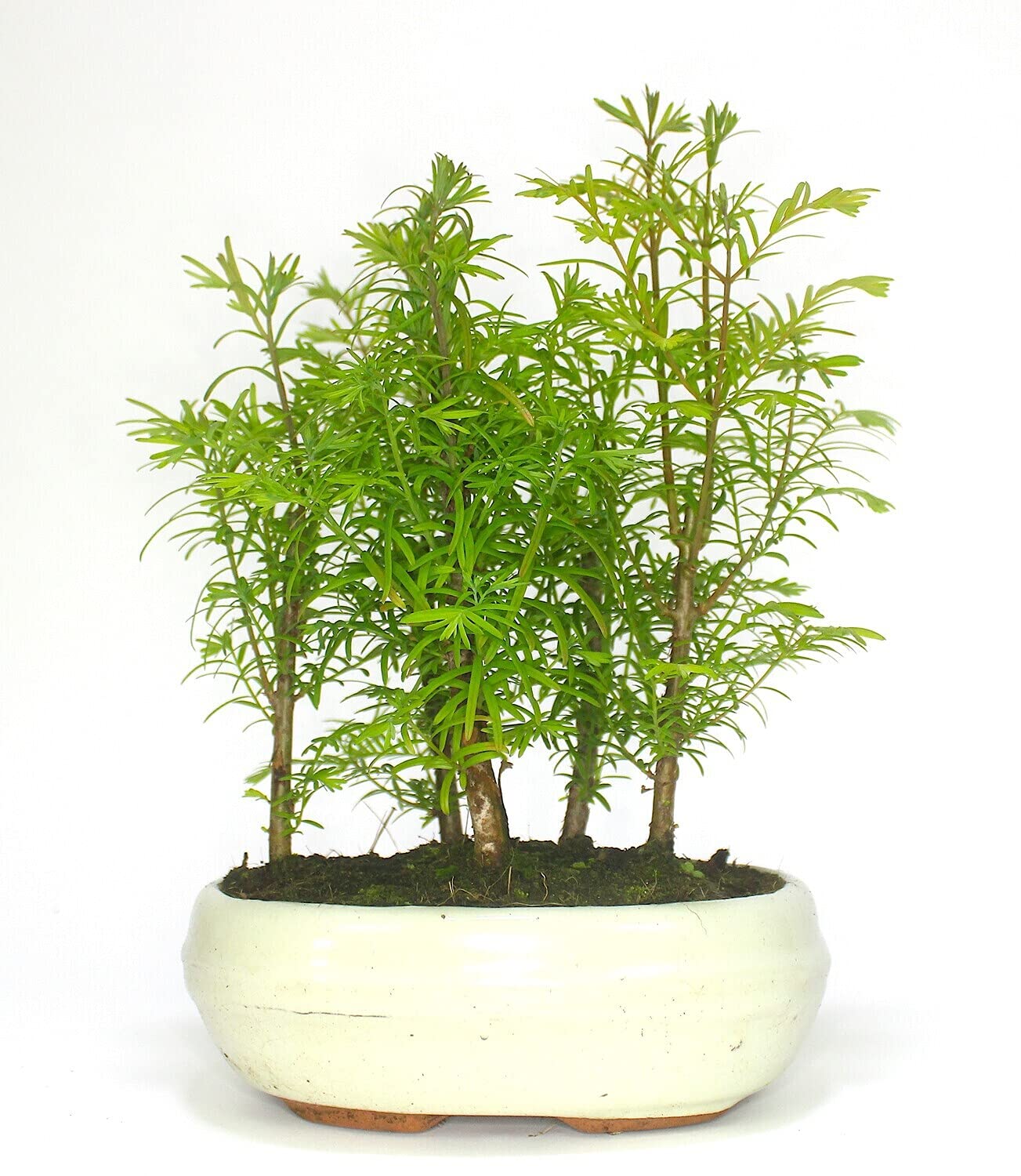 Dawn Redwood (metasequoia) Forest Bonsai 5 Trees - Supplied in an 18cm Ceramic Pot No Care Set