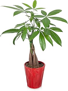 Plants & Blooms Shop Money Tree, 5", Red Pot