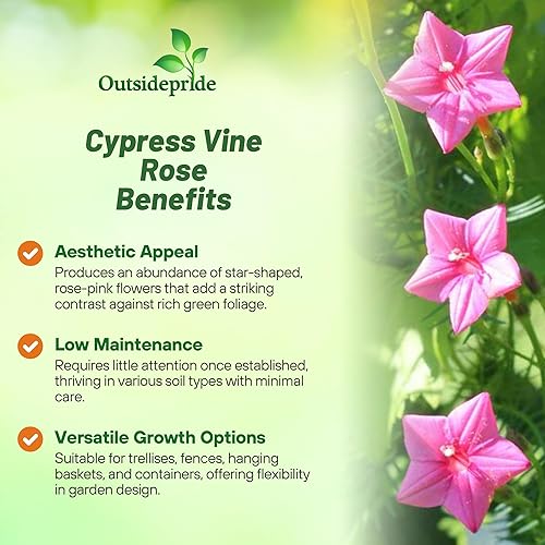 Miniatura 3 de Outsidepride Semillas de vid de ciprés rosa, 200 piezas de semillas de flores anuales con flores ricas en néctar, en forma de estrella y hojas