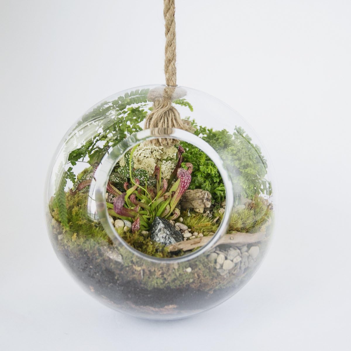 Envelor 818161021761 EN-TR-G1702 Terrarium