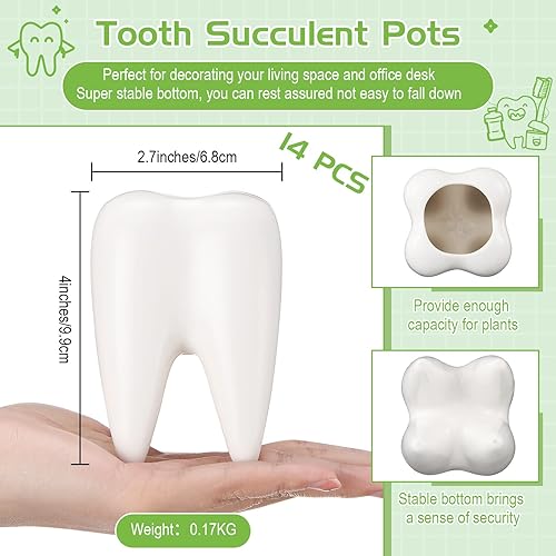 Miniatura 2 de Maceta en forma de dientes, macetas dentales de cerámica de estilo moderno, macetas de dientes de cactus blanco, maceta para bonsái, maceta pequeña