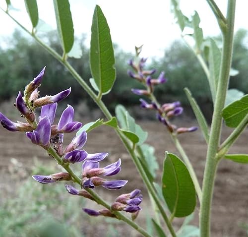 Miniatura 2 de CHUXAY GARDEN Regaliz, regaliz, Glycyrrhiza Glabra 20 semillas de hierbas perennes leguminosas plantas de condimentos ideales para contenedores
