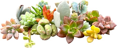 10 mini esquejes de suculentas vivas, no hay 2 suculentas iguales, ideales para terrarios, mini jardines y como plantas de inicio. Plantas